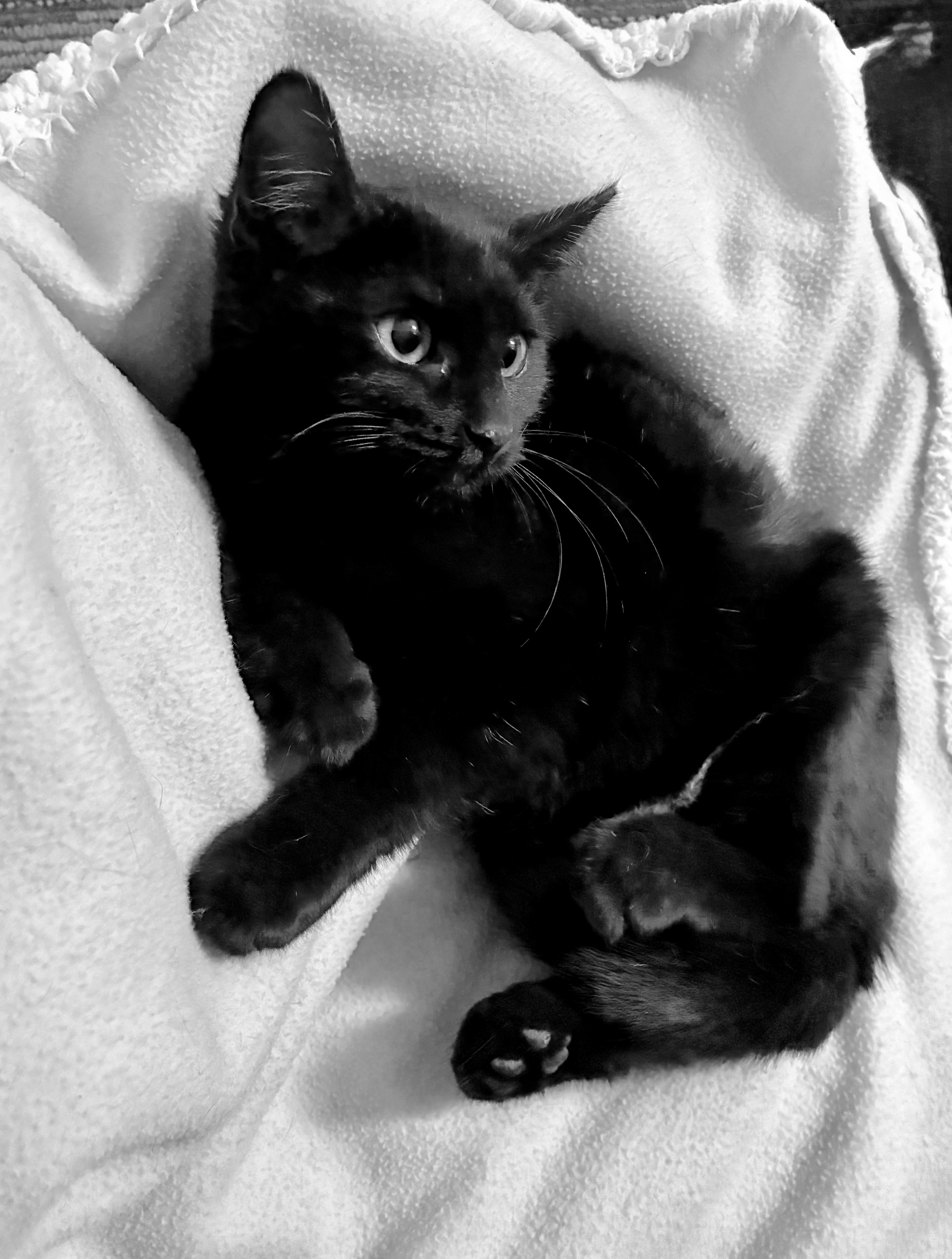 Enlarge Minka, a Adoptable Domestic Short Hair in River Edge, NJ image 5/6