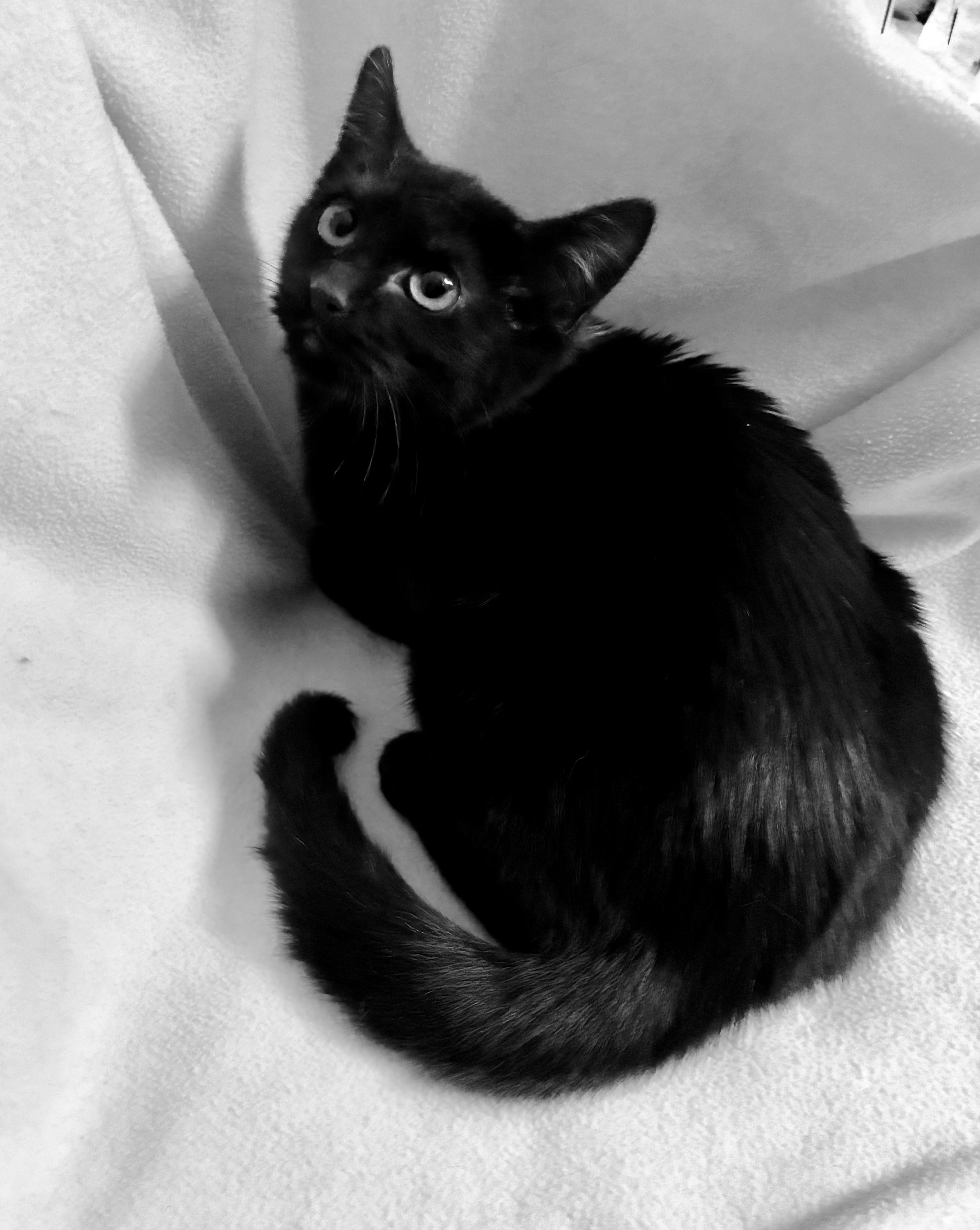 Enlarge Minka, a Adoptable Domestic Short Hair in River Edge, NJ image 6/6