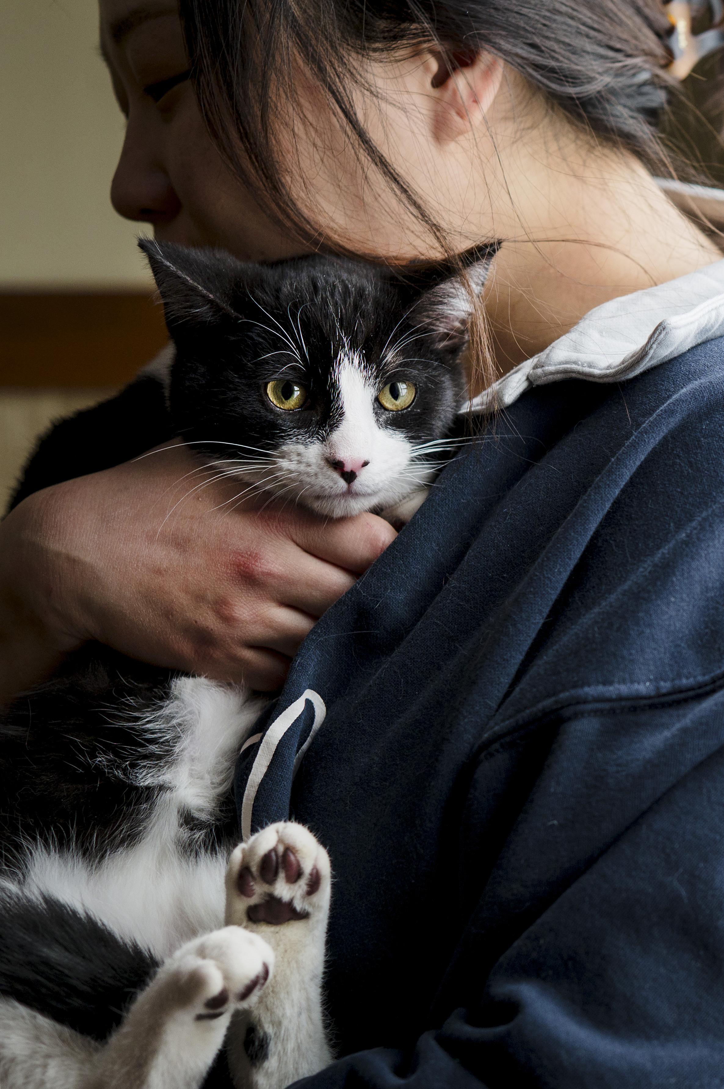 Enlarge Dottie, a ADOPTABLE Domestic Short Hair in Wakefield, QC image 1/6