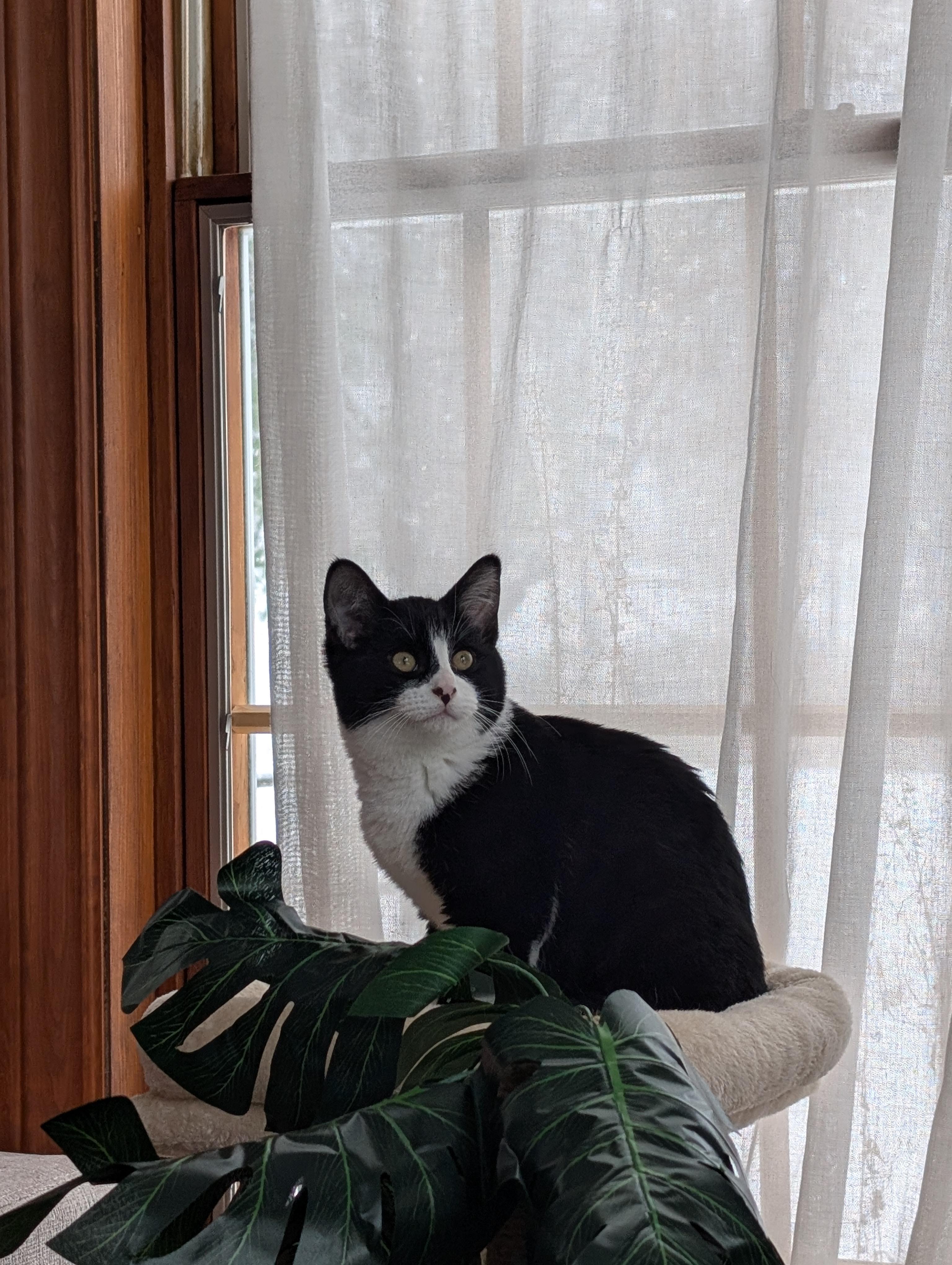 Enlarge Dottie, a ADOPTABLE Domestic Short Hair in Wakefield, QC image 4/6