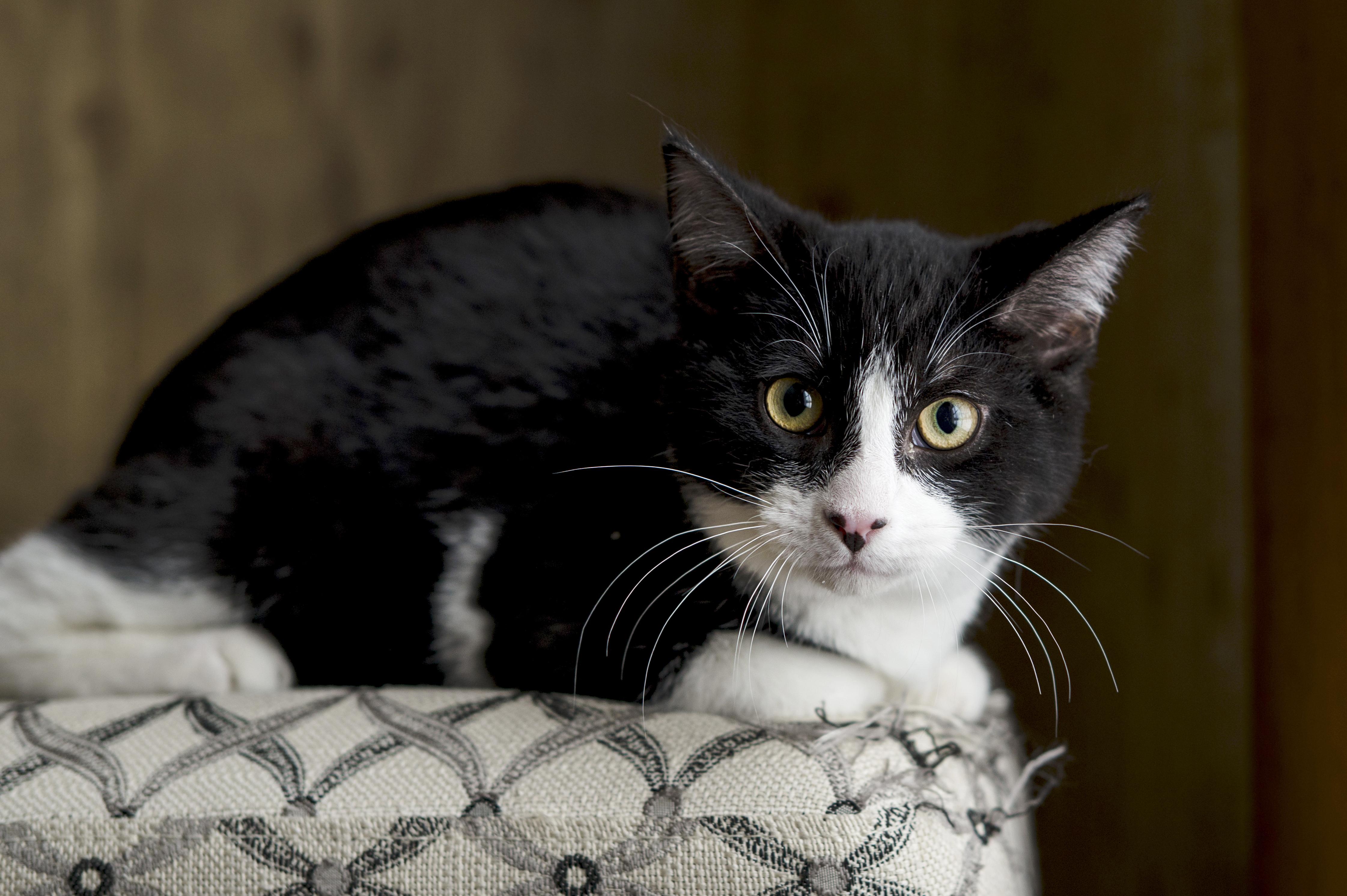 Enlarge Dottie, a ADOPTABLE Domestic Short Hair in Wakefield, QC image 2/6