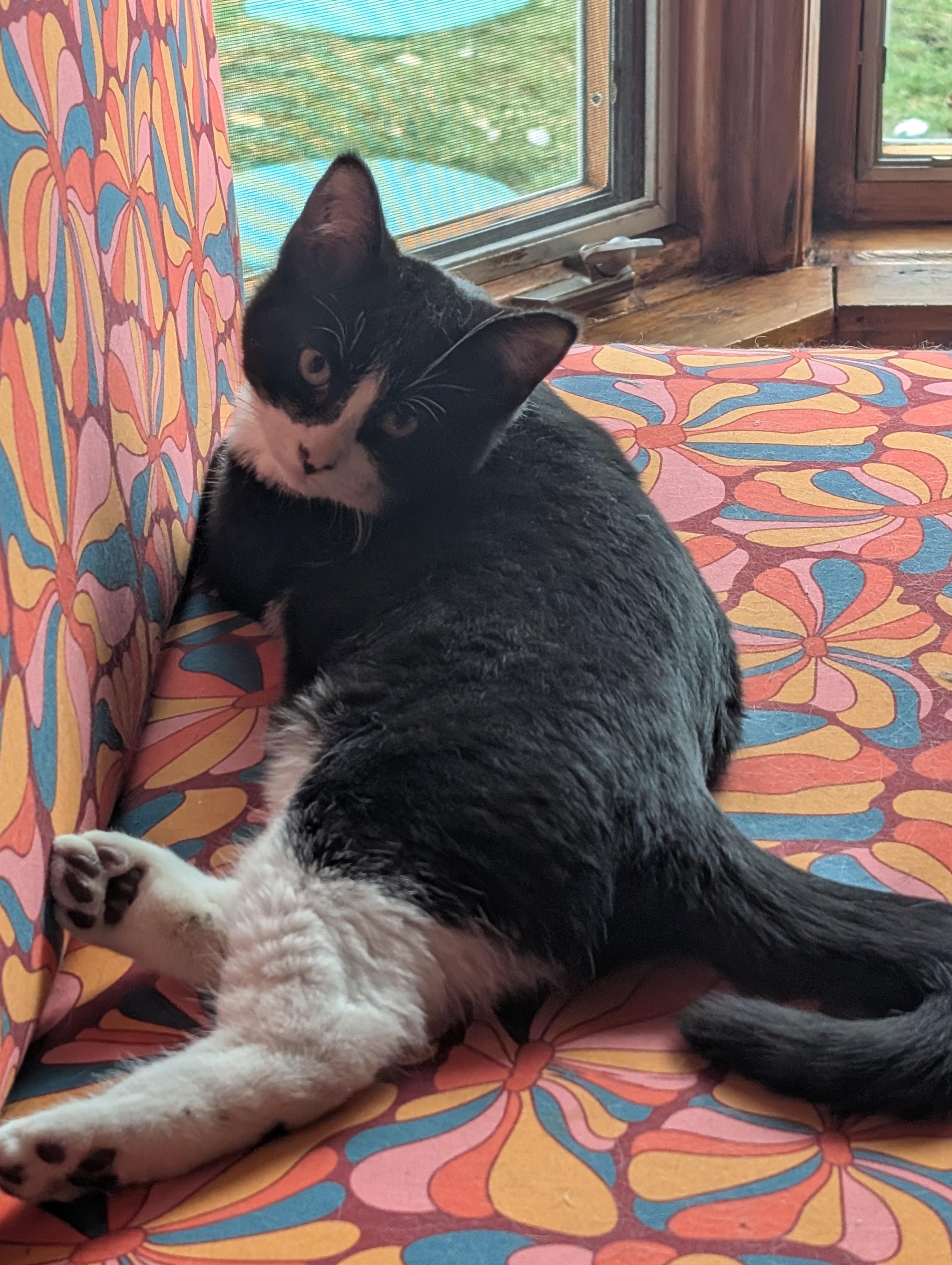 Enlarge Dottie, a ADOPTABLE Domestic Short Hair in Wakefield, QC image 3/6