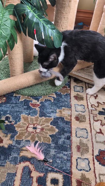 Enlarge Dottie, a ADOPTABLE Domestic Short Hair in Wakefield, QC video 6/6