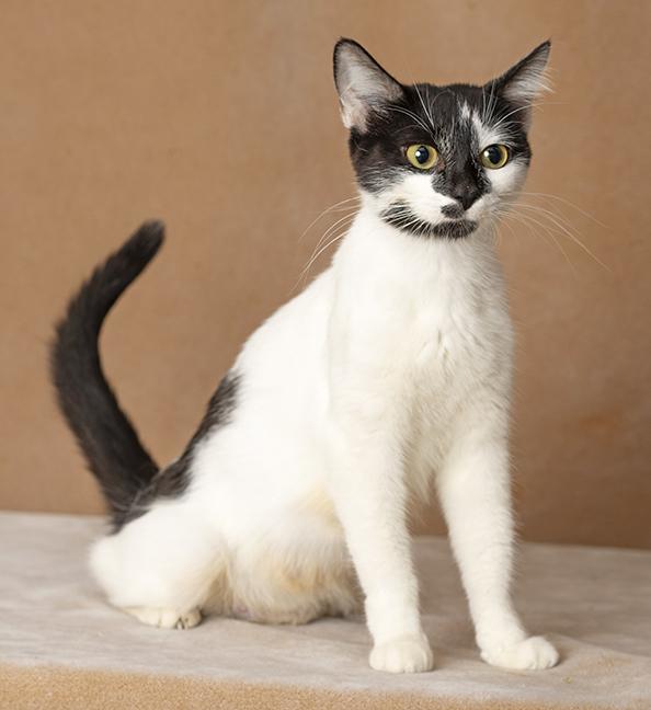 Enlarge Melanie, a Adoptable Domestic Short Hair in Chicago, IL image 3/6
