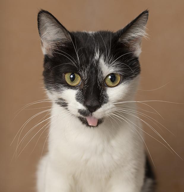 Enlarge Melanie, a Adoptable Domestic Short Hair in Chicago, IL image 6/6