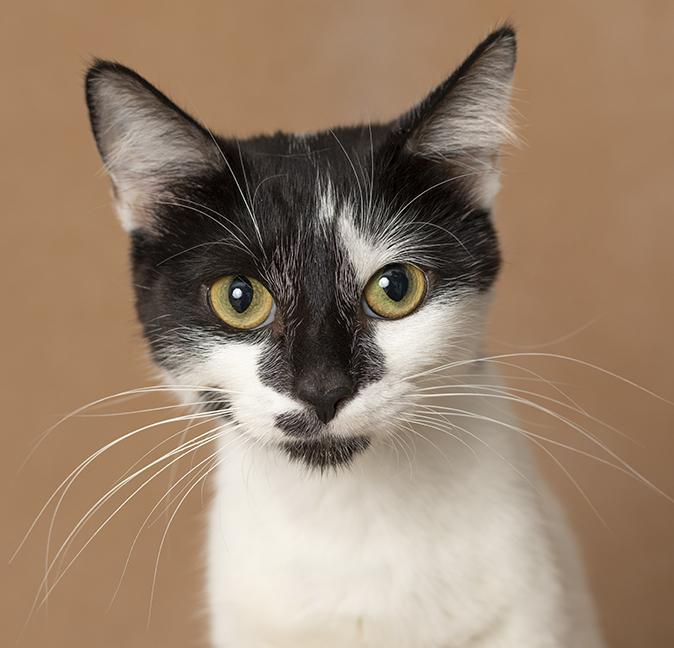 Enlarge Melanie, a Adoptable Domestic Short Hair in Chicago, IL image 1/6