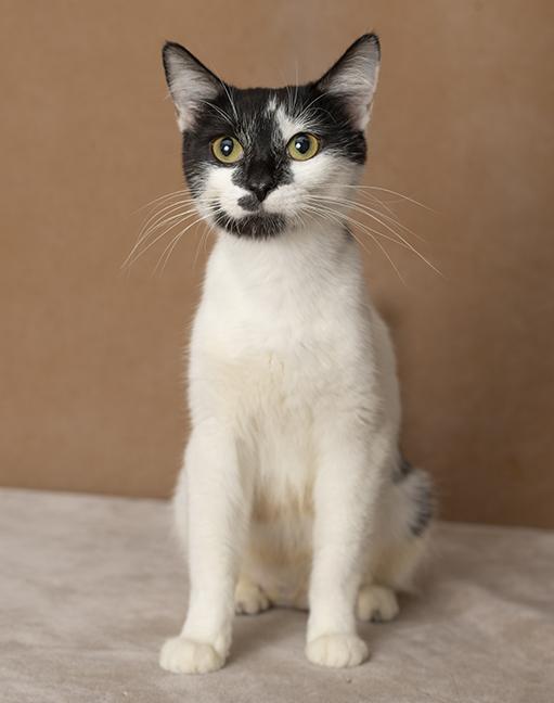Enlarge Melanie, a Adoptable Domestic Short Hair in Chicago, IL image 4/6
