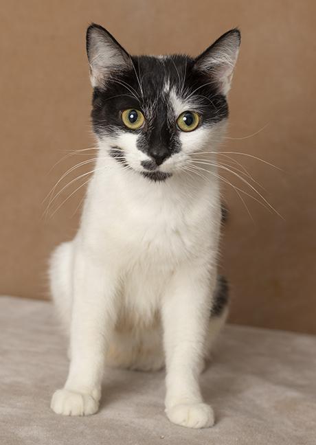 Enlarge Melanie, a Adoptable Domestic Short Hair in Chicago, IL image 5/6