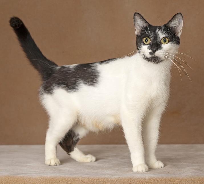 Enlarge Melanie, a Adoptable Domestic Short Hair in Chicago, IL image 2/6