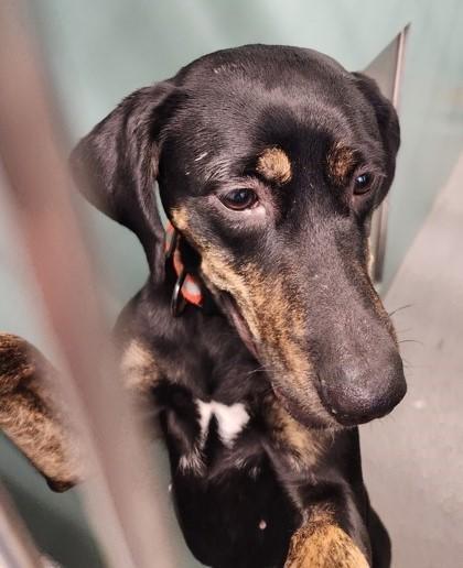 Tala, an adoptable Plott Hound in Butte, MT, 59701 | Photo Image 2