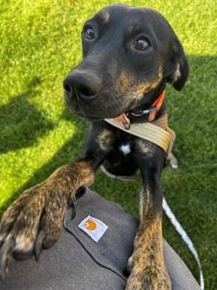 Tala, an adoptable Plott Hound in Butte, MT, 59701 | Photo Image 1