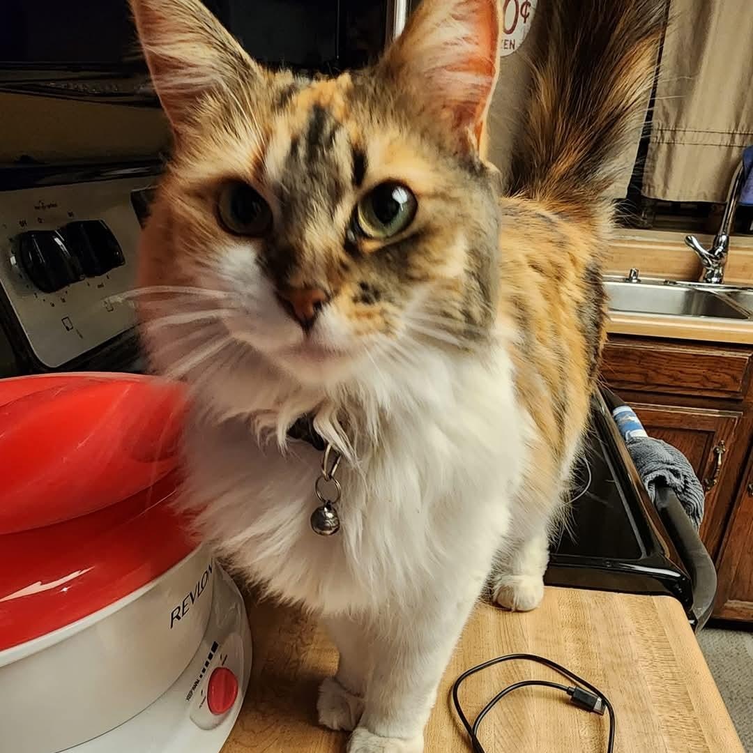 Ava