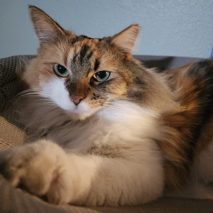 Ava