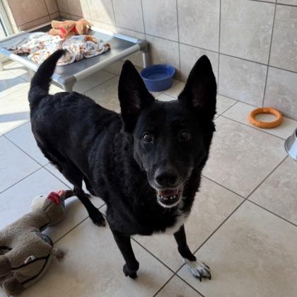 Lily, Adoptable, Adult Female Cattle Dog & Mixed Breed.