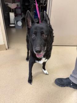 Enlarge Lily, a Adoptable mixed breed in Farmers Branch, TX image 2/3