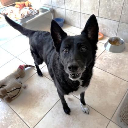 Enlarge Lily, a Adoptable mixed breed in Farmers Branch, TX image 3/3