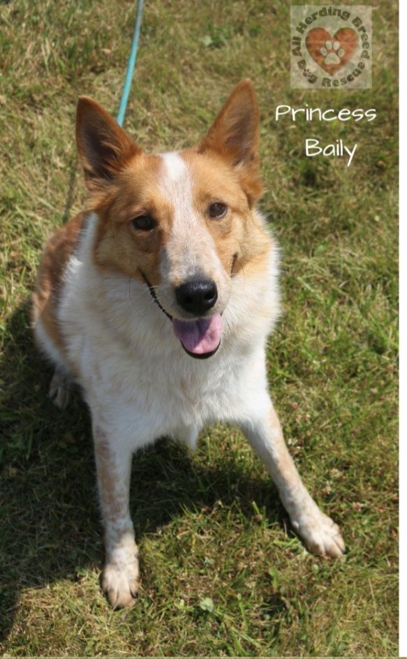 Princess Bailey, adoptable, Young Female Border Collie & Border Collie.