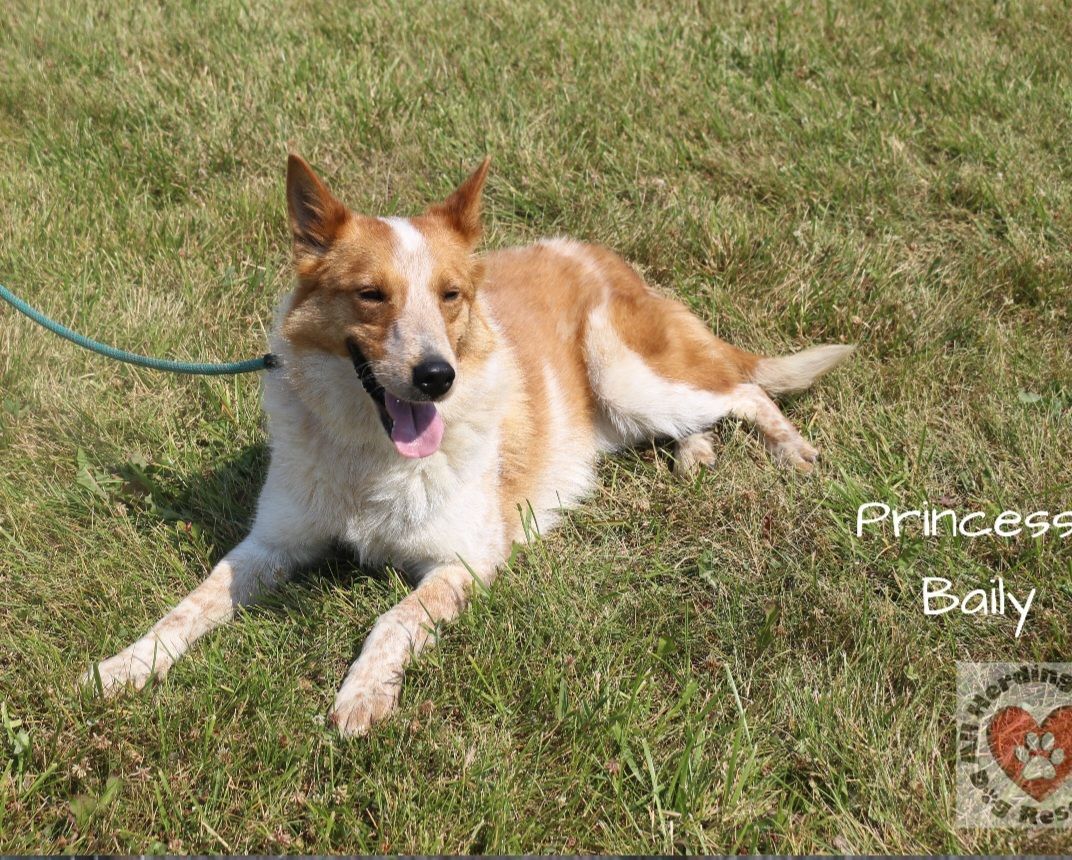 Enlarge Princess Bailey, an adoptable mixed breed in Joliet, IL image 2/2