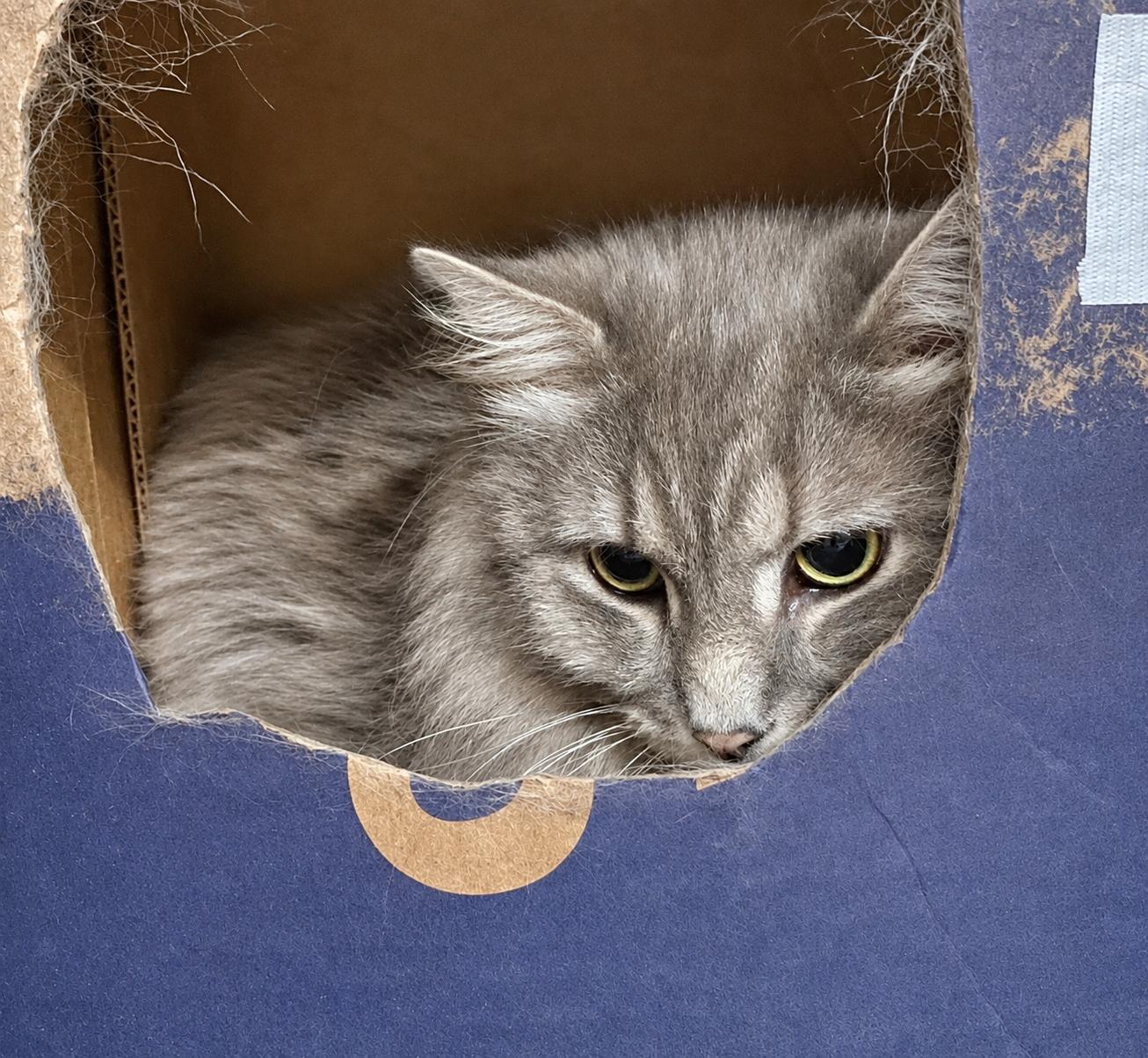 SUSHI, a Adoptable Domestic Long Hair in Pickerington, OH image 3/3