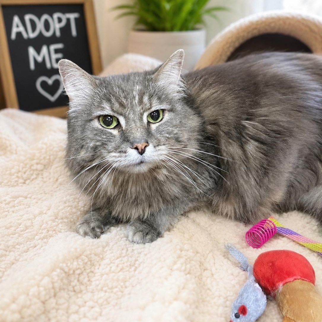 Enlarge SUSHI, a Adoptable Domestic Long Hair in Pickerington, OH image 2/2