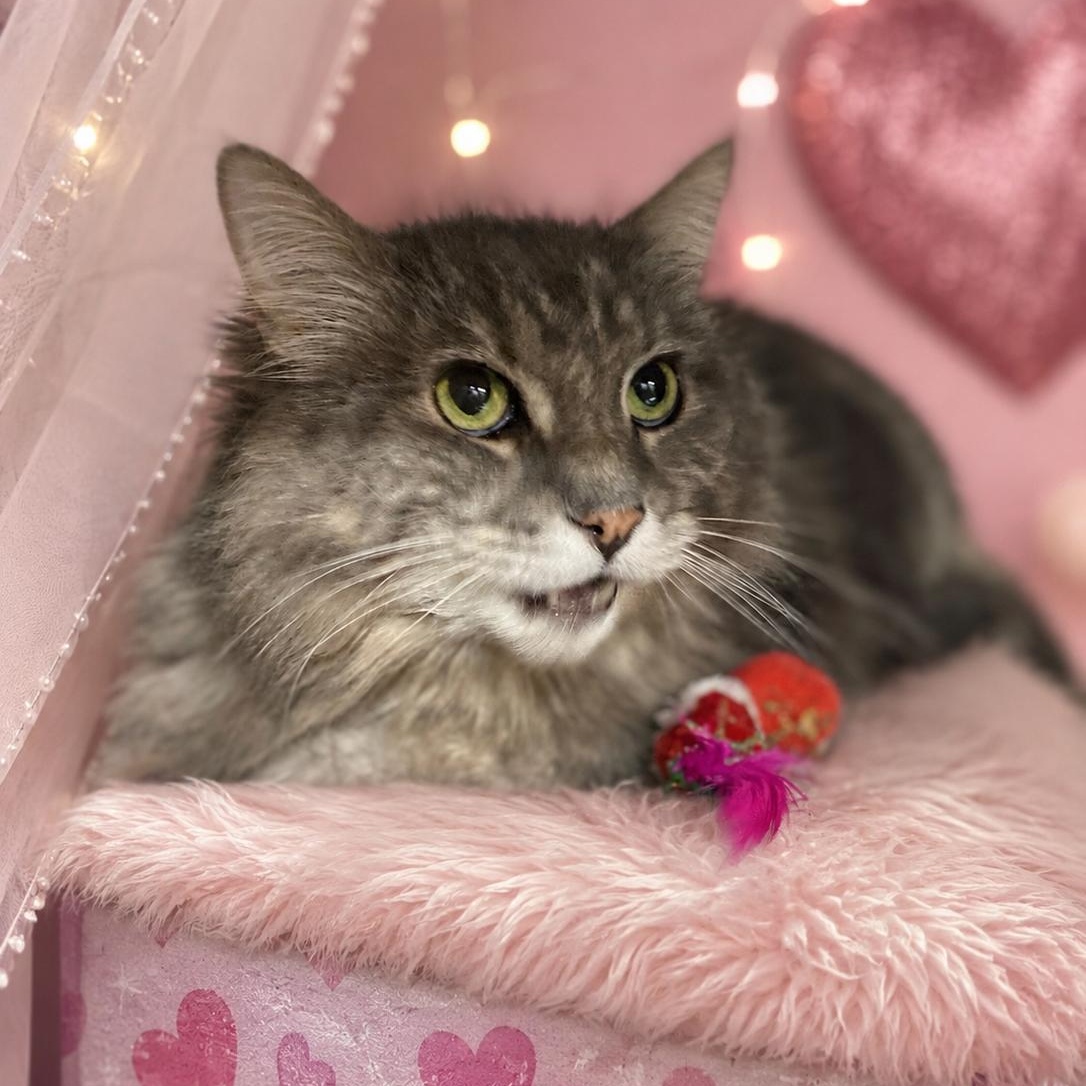 SUSHI, Adoptable, Adult Female Domestic Long Hair.