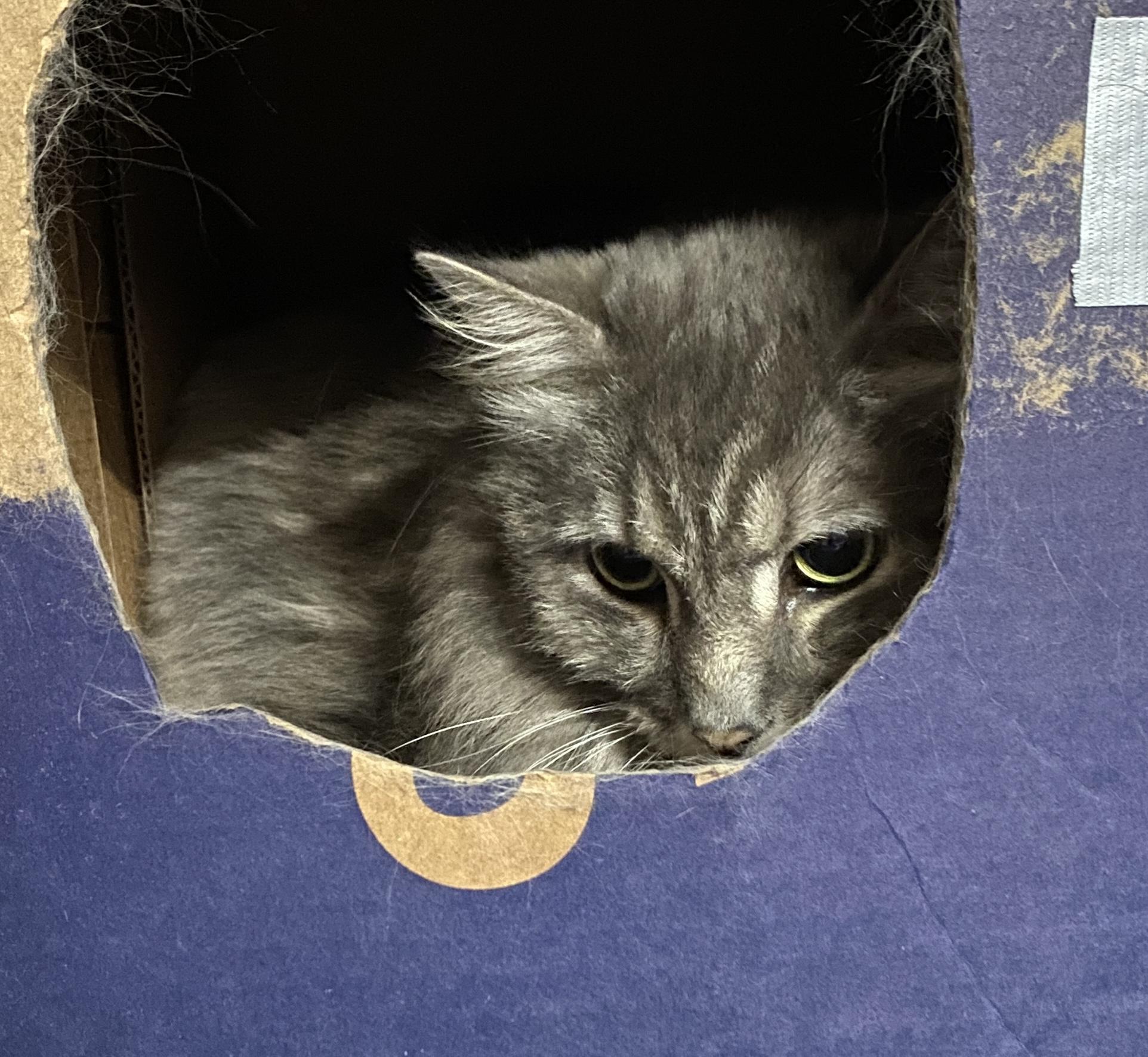 Enlarge SUSHI, a Adoptable Domestic Long Hair in Pickerington, OH image 1/1