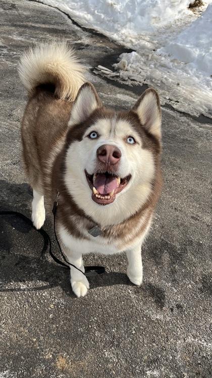 Rupert, Adoptable, Adult Male Siberian Husky & Mixed Breed.