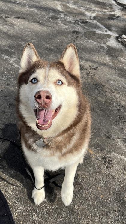 Enlarge Rupert, a Adoptable mixed breed in New Hope, PA image 2/3