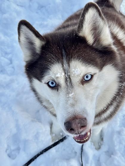 Rupert, Adoptable, Adult Male Siberian Husky & Mixed Breed.