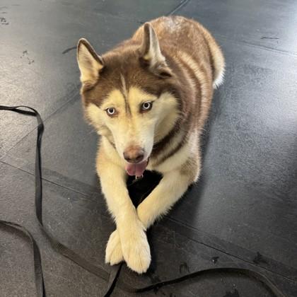 Enlarge Rupert, a Adoptable mixed breed in New Hope, PA image 2/3