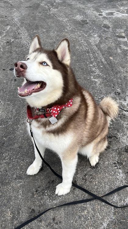 Enlarge Rupert, a Adoptable mixed breed in New Hope, PA image 3/3