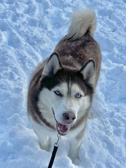 Enlarge Rupert, a Adoptable mixed breed in New Hope, PA image 2/3