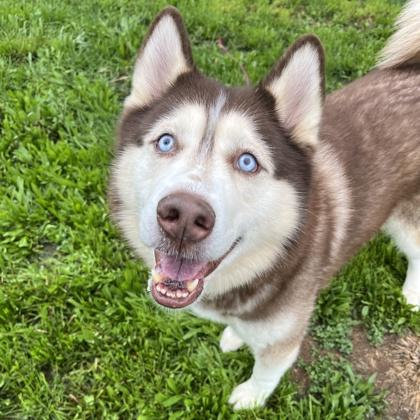 Enlarge Rupert, a Adoptable mixed breed in New Hope, PA image 3/3