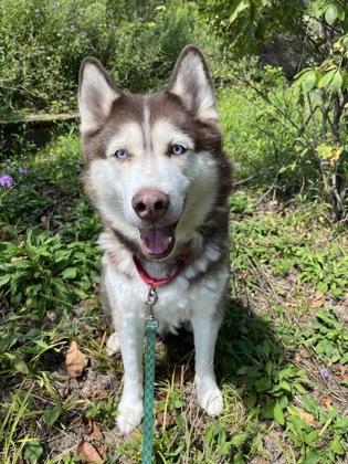 Enlarge Rupert, a Adoptable mixed breed in New Hope, PA image 3/3