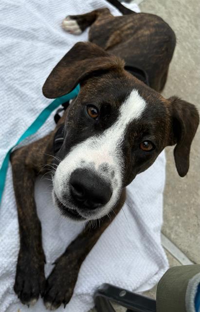 SHILOH, Adoptable, Young Male Labrador Retriever & Mixed Breed.