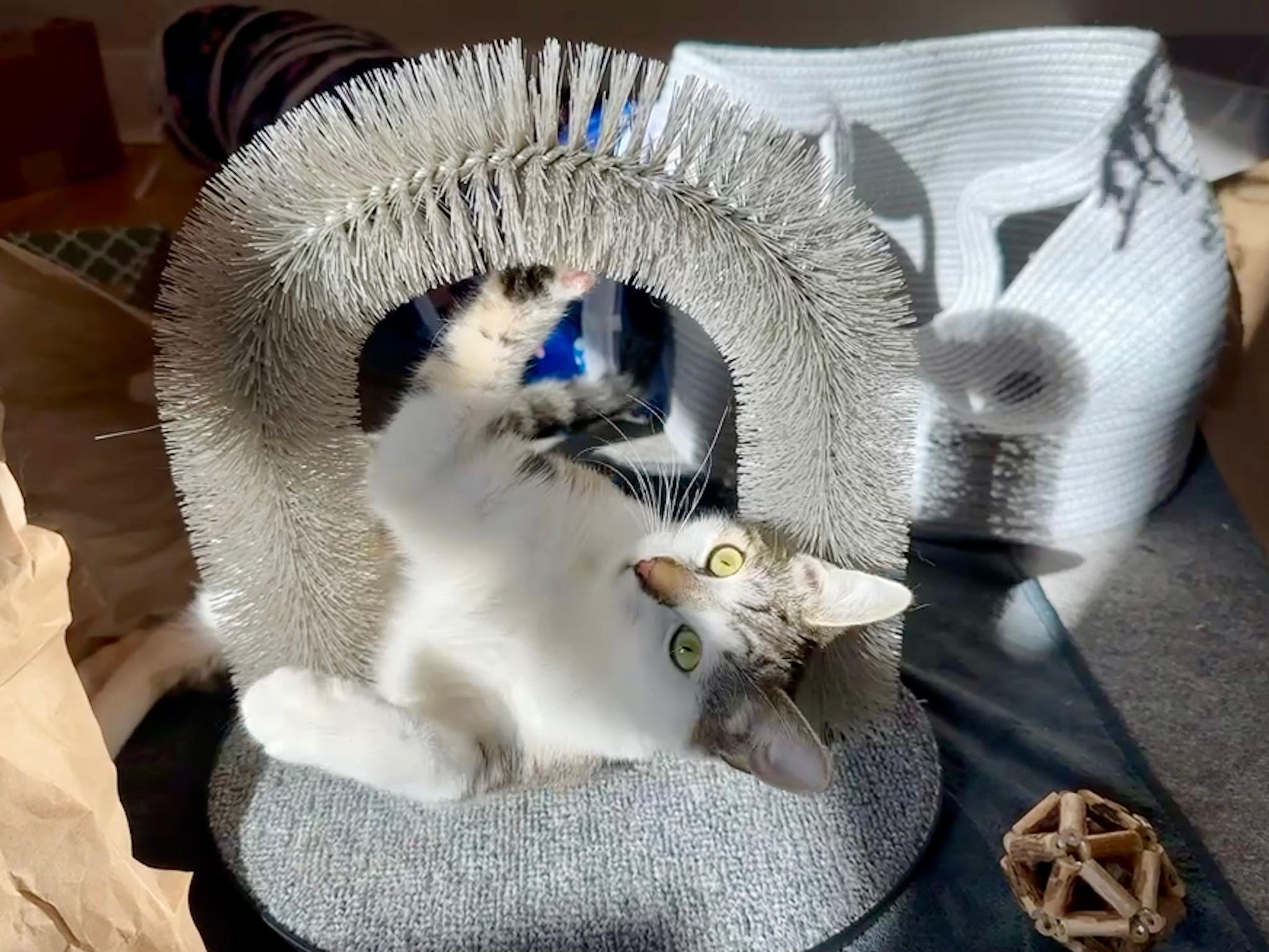 Enlarge Birdie, a ADOPTABLE Domestic Short Hair in Weehawken, NJ image 1/5