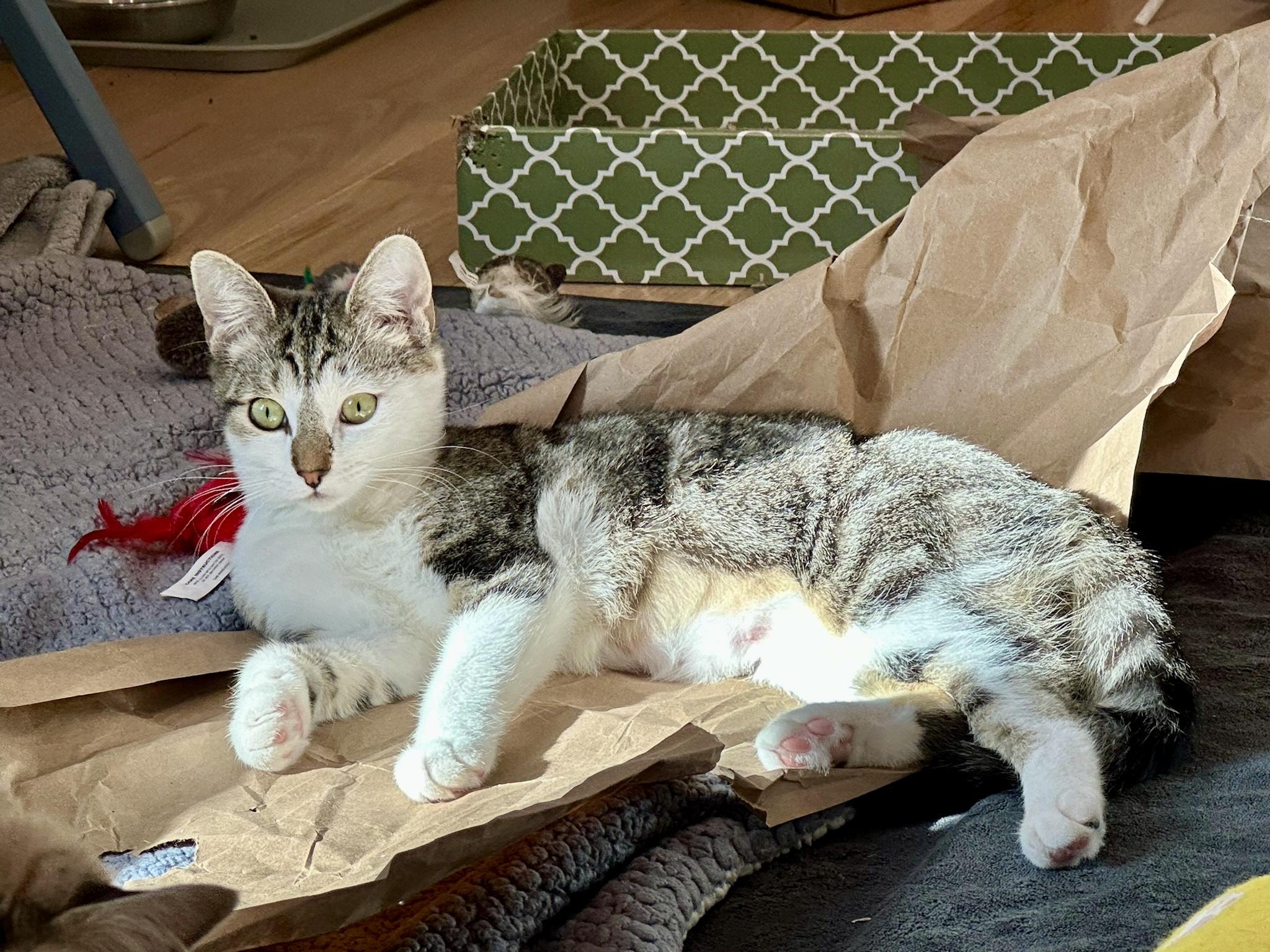 Enlarge Birdie, a ADOPTABLE Domestic Short Hair in Weehawken, NJ image 2/5