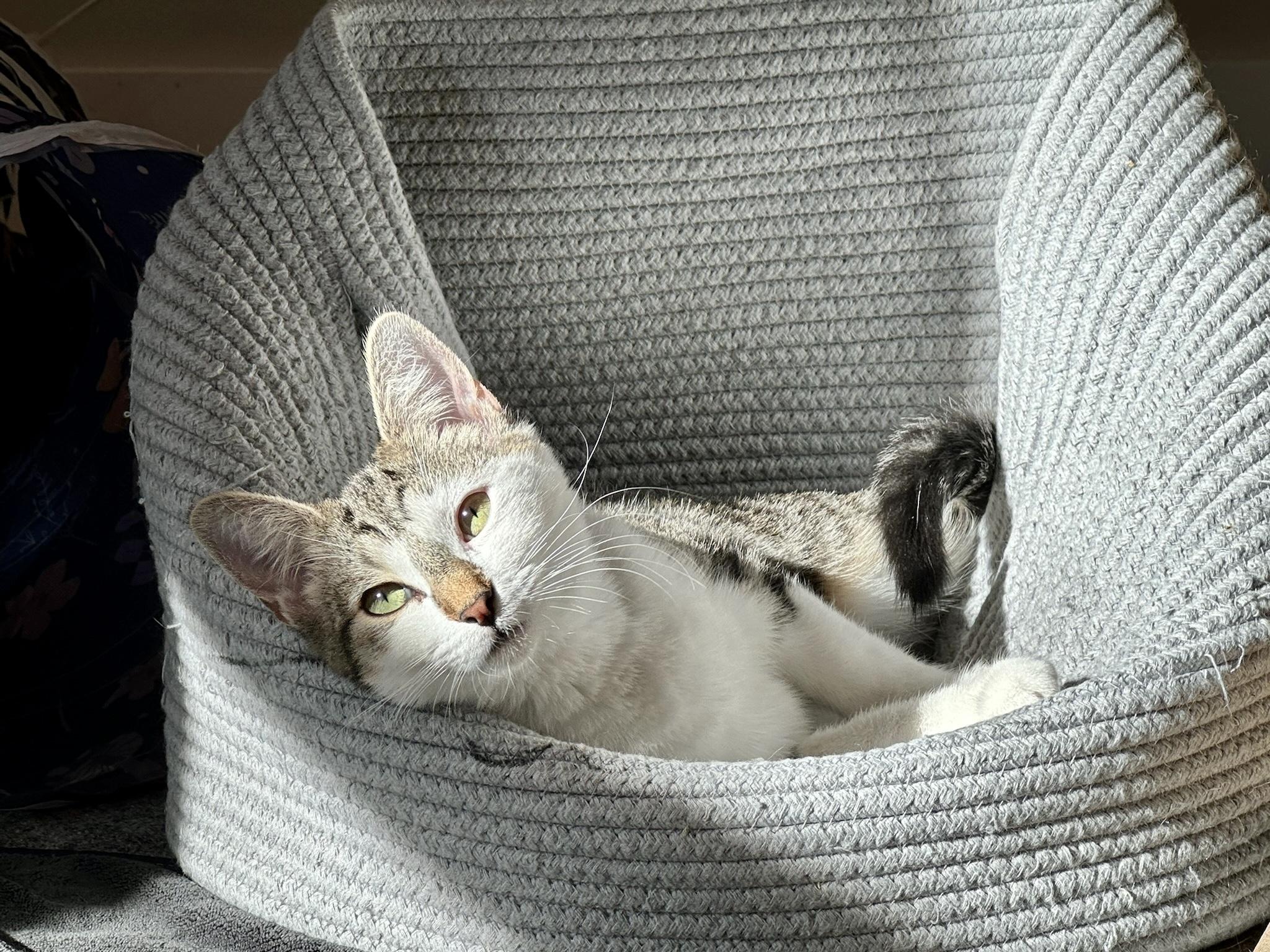 Enlarge Birdie, a ADOPTABLE Domestic Short Hair in Weehawken, NJ image 3/5