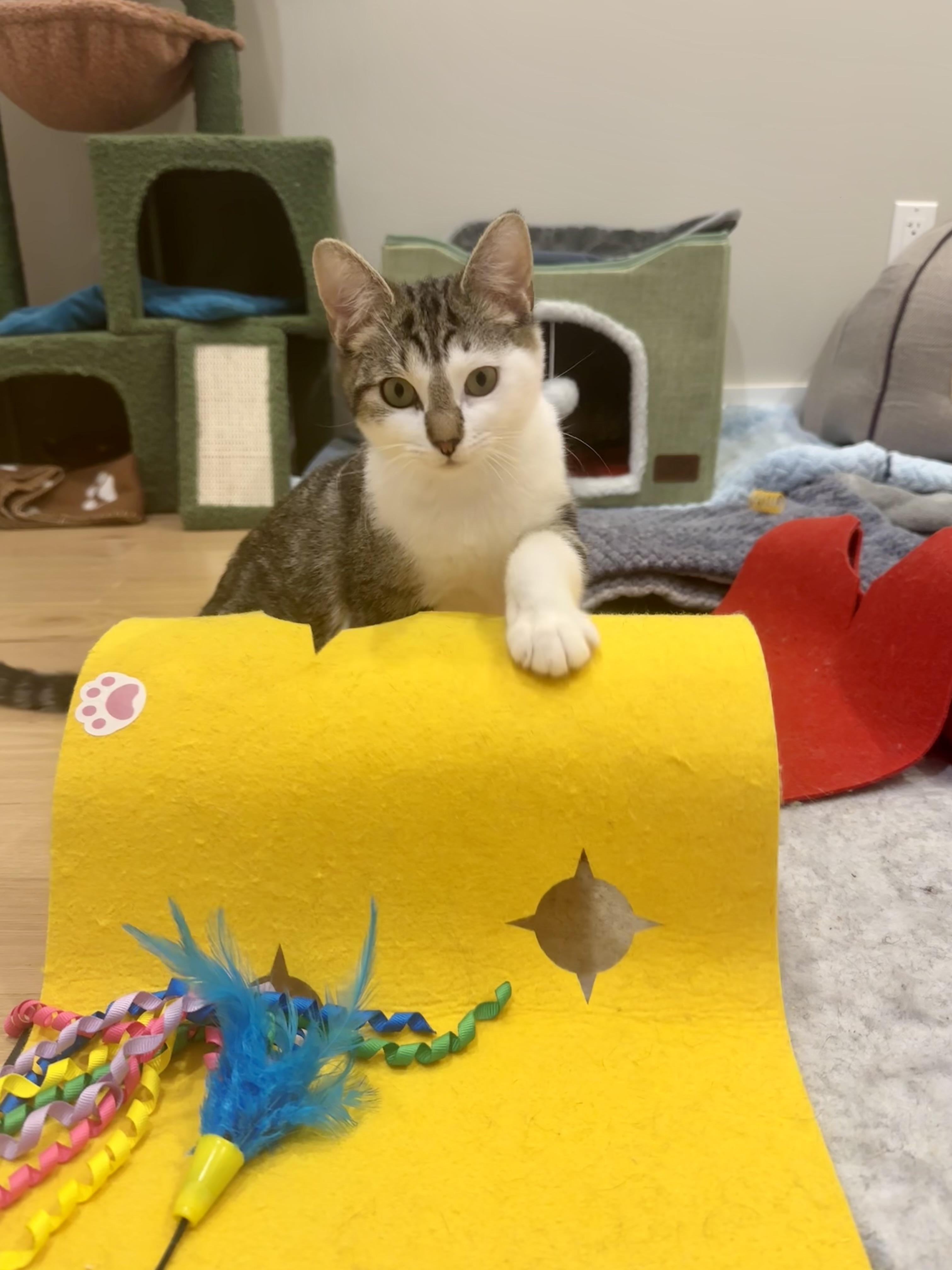 Enlarge Birdie, a ADOPTABLE Domestic Short Hair in Weehawken, NJ image 4/5