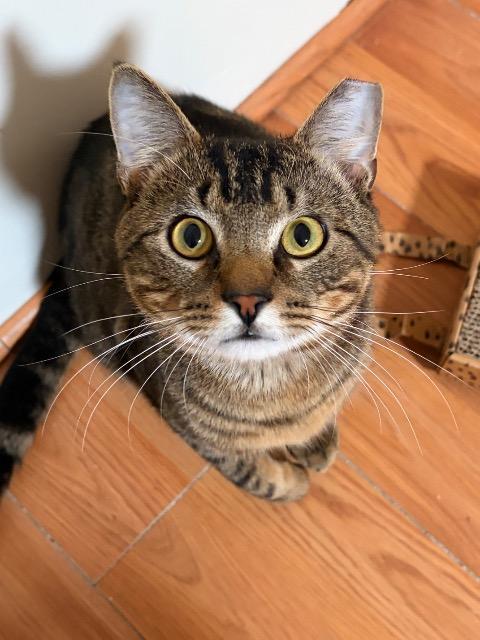 Enlarge Freddy, a Adoptable mixed breed in Pawtucket, RI image 1/5