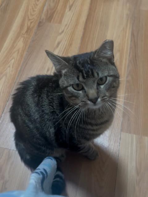 Enlarge Freddy, a Adoptable mixed breed in Pawtucket, RI image 2/5