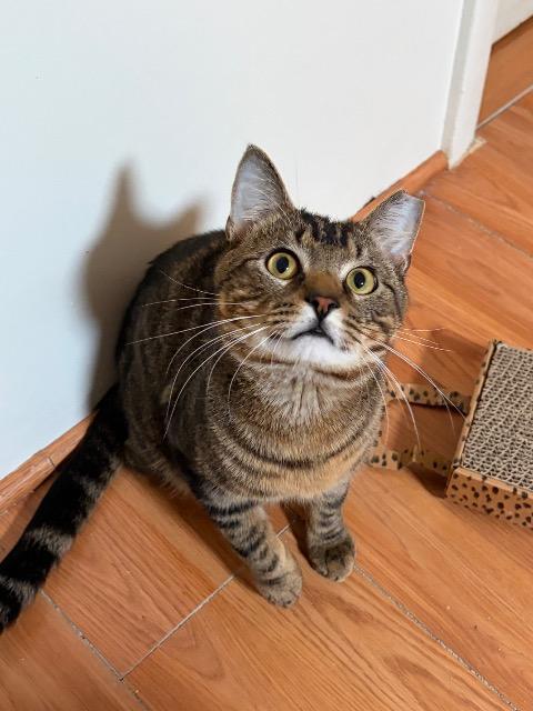 Enlarge Freddy, a Adoptable mixed breed in Pawtucket, RI image 4/5
