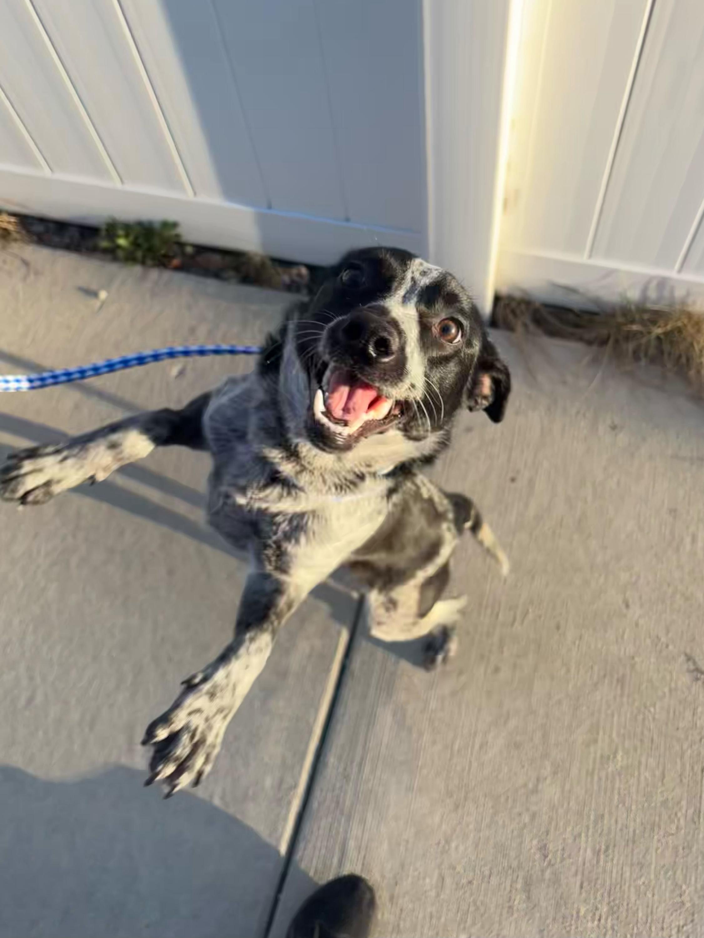 Caper, Adoptable, Young Female Australian Cattle Dog / Blue Heeler.