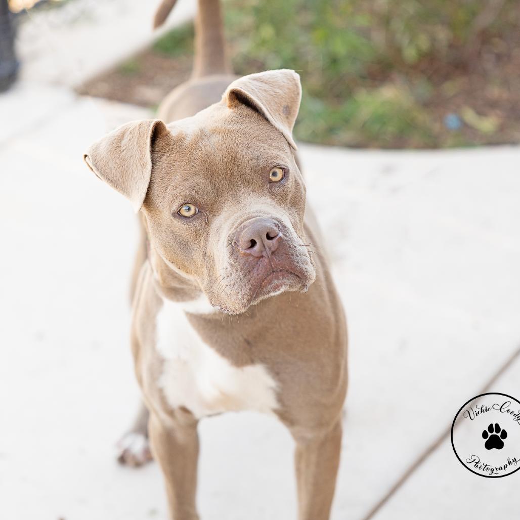 Enlarge Aaron, a Adoptable mixed breed in Abilene, TX image 1/6