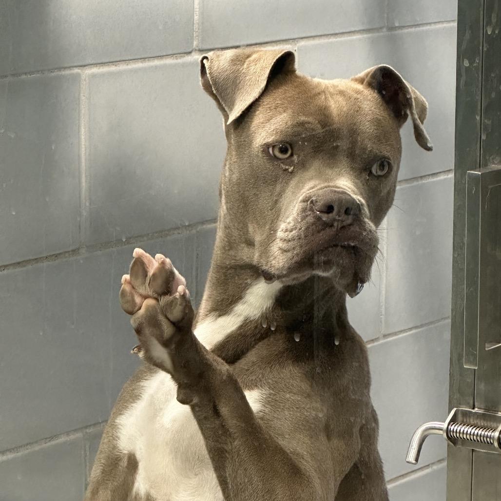 Enlarge Aaron, a Adoptable mixed breed in Abilene, TX image 2/6