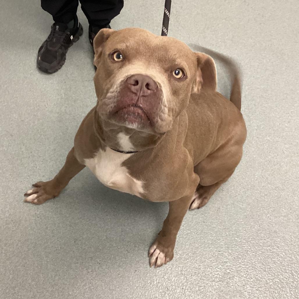 Enlarge Aaron, a Adoptable mixed breed in Abilene, TX image 3/6