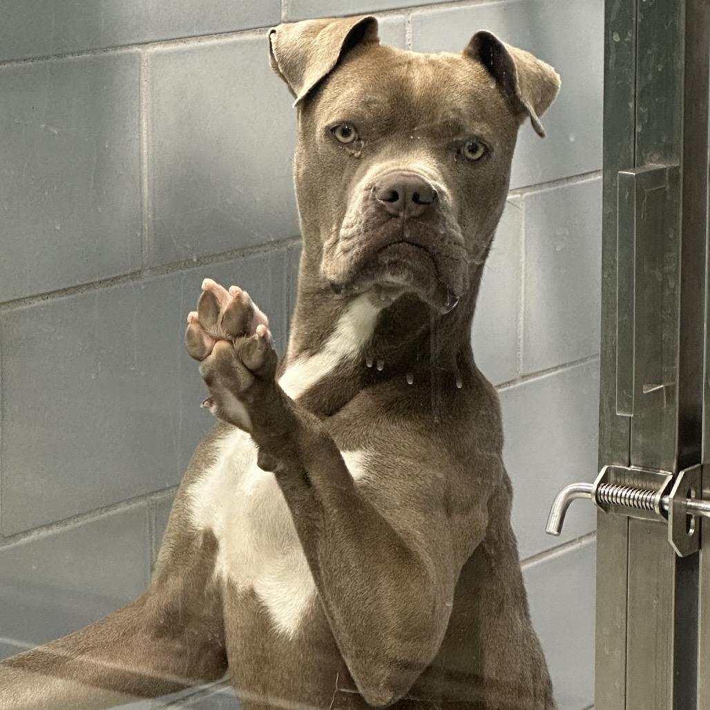 Enlarge Aaron, a Adoptable mixed breed in Abilene, TX image 4/6