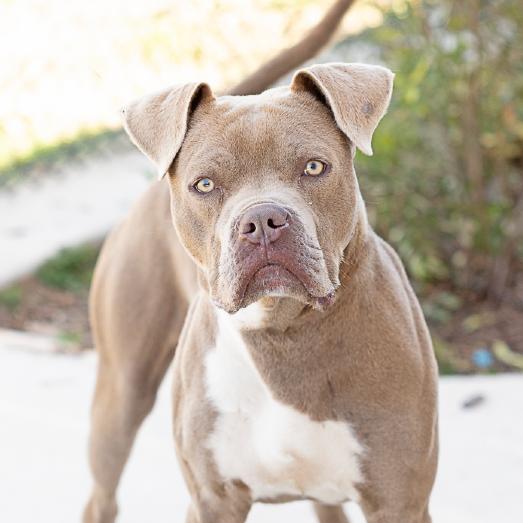 Enlarge Aaron, a Adoptable mixed breed in Abilene, TX image 5/6