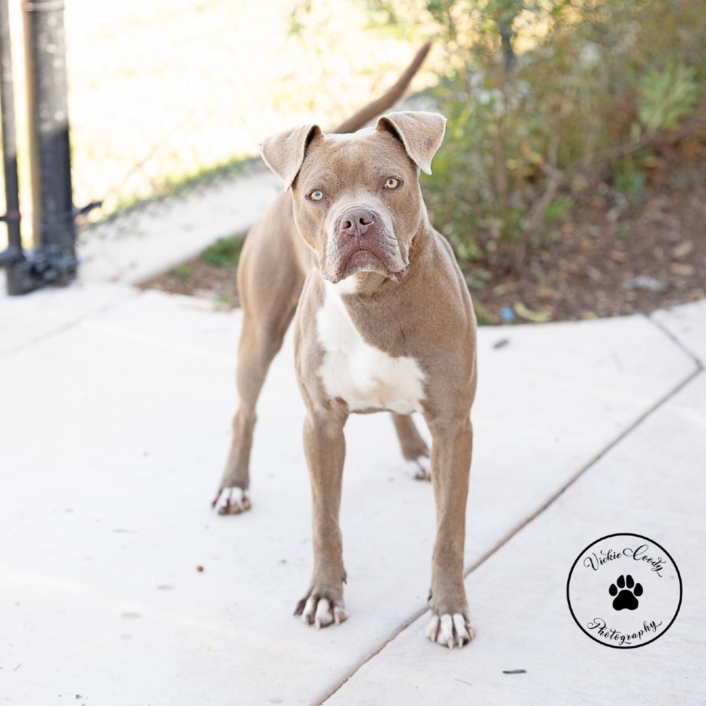 Enlarge Aaron, a Adoptable mixed breed in Abilene, TX image 6/6