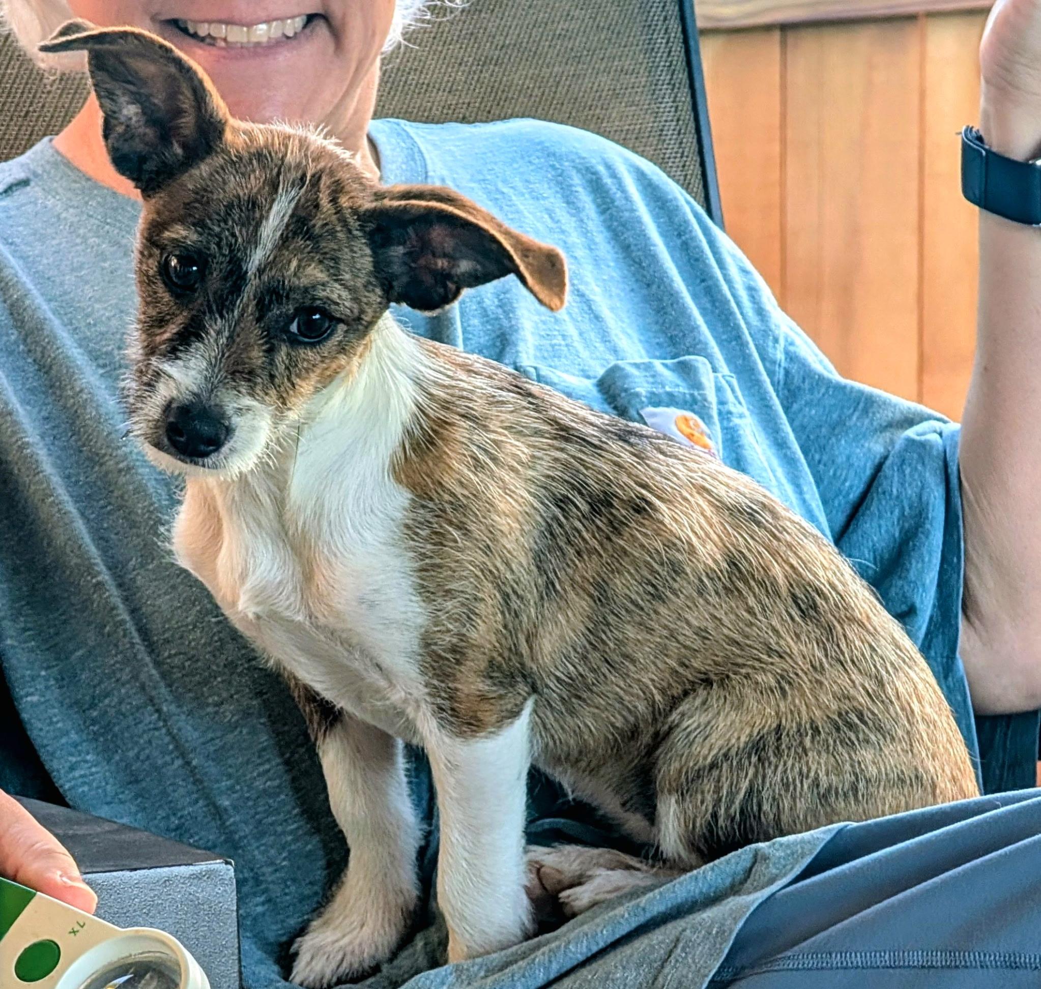 Enlarge GRACIE, a Adopted mixed breed in Wilmington, OH image 1/2